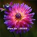 Dahlia Bulbs, (not Dahlia Seeds), Holland Dahlia Flower 3 Bulbs (item No: 6)