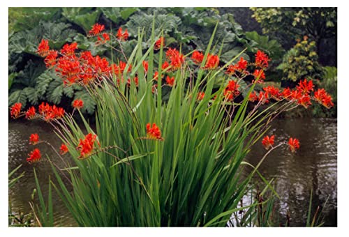 10x Crocosmia Lucifer Summer Flowering Bulbs Firey Stars Spring Planting Red Montbretia Easy to Grow Garden Perenial Flowers
