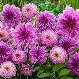Période de floraison prolongée : les dahlias offrent l'une des plus longues périodes de floraison parmi les plantes vivaces, avec des fleurs qui durent du début de l'été aux premières gelées d'automne, ce qui garantit que votre jardin reste vivant pendant des mois.