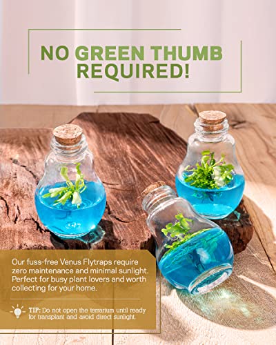 image for Bloomify Venus Fly Trap, Grow Your Own Venus Flytrap in a 100% Self Su