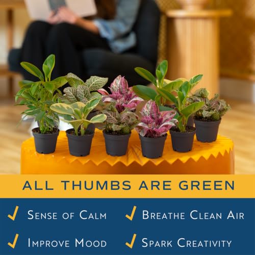 Image of Costa Farms Mini Live Indoor Houseplants (12-Pack), Starter Plants in Nursery Pots, Assorted Foliage Mix (Varieties May Vary), Bulk Tiny Plants for DIY Terrariums, Party Favors, and Home Office Decor