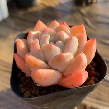 Amazon.co.jp: 農園直売 多肉植物 寄せ植え エケベリア属 夢々