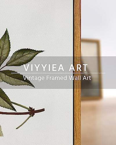 Viyyiea Framed Vintage Botanical Wall Art Prints Sambucus Racemosa Plant Canvas Wall Art Painting Prints Rustic Farmhouse Wall Decor thumb #3