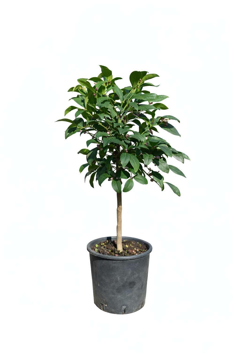 Pianta di Limone Meyer (vaso - 20) - Immagine reale