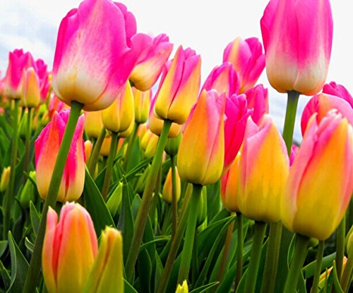 Las semillas de la col 200PC holandesa Tulip. Planta de tulipán aroma...