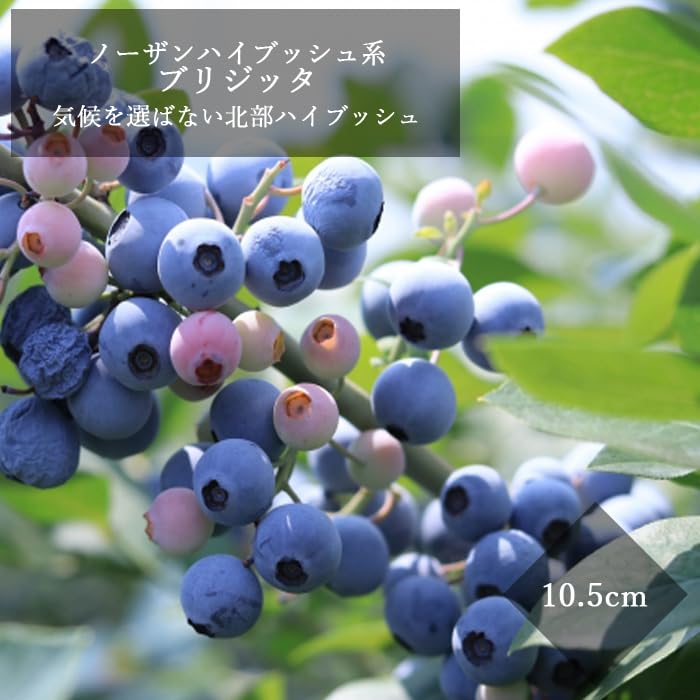 ブルーベリー苗ブリジッタ50本セット④ Amazon.co.jp: ブルーベリー 苗木 ハイブッシュ系 ブリジッタ 10.5cm