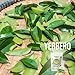 Yerbero - Pure Graviola Soursop Leaf Tea 30 Tea Bags 1gr (0.03oz) - Net WT 30gr (1.3oz) | Hoja Guanabana | Annona muricata | Sweet Delicious Tea | Enjoy Hot or Cold Crafted By Nature 100% All Natural Fresh Tea | Non-GMO.