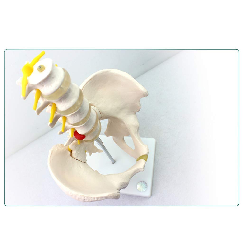 Model dydaktyczny, anatomiczny model miednicy-męska miednica z pięcioma modelami kręgów lędźwiowych-materiał PVC anatomia człowieka naukowy anatomiczny model człowieka-do nauczania materiałów medyczny