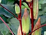 Okra Hills Country Red - 5+ Samen - Seeds - BESONDERE DELIKATESSE! He 009