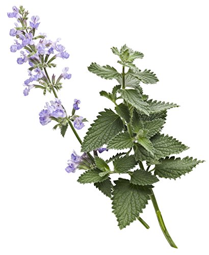 0.65 Gal. Cat's Meow Catmint (Nepeta) Live Plant, Blue-Purple Flowers #TOP3
