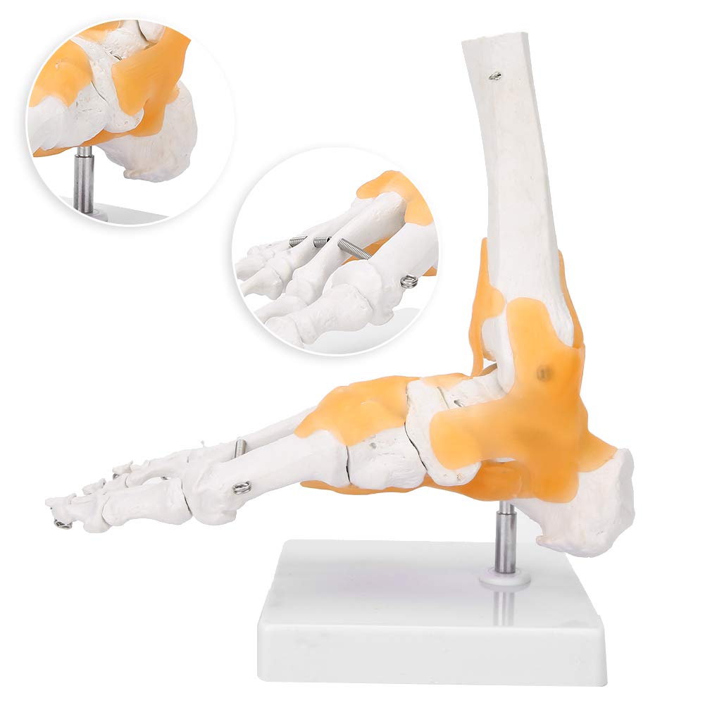 Modelo de esqueleto de pie, modelo anatómico de articulación de tobillo de pie de ligamento de esqueleto humano adulto