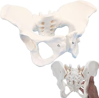 Pelvis Model, Female Pelvis Model, Pelvic Model Female, Female Pelvis Anatomy Model, Life Size Anatomical Female Pelvis Model for Patient Science Education