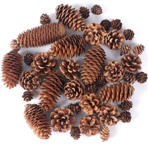 JOHOUSE 40PCS Natural Pine Cones Bulk, Pinecones Decorations Pine Cone
