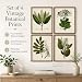 Set of 4 Sage Botanical Wall Art Prints 8x10 Unframed – Vintage Green Plant Prints for Bathroom, Kitchen, or Living Room Decor – Nature-Inspired Botanical Artwork, Elegant Home Wall Art Collection