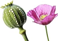 Vista 2 de 300 Mammoth Poppy Seeds for Planting - Papaver somniferum