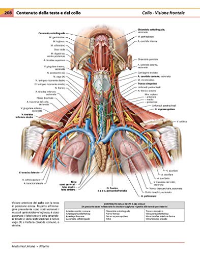 Anatomia Umana. Atlante - 3