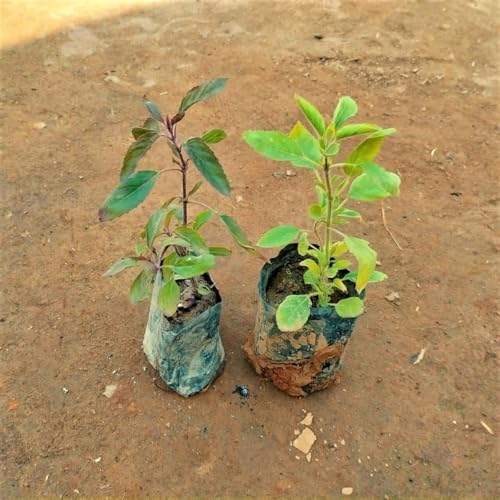 Image of live plants (TULSI PACK OF 2)