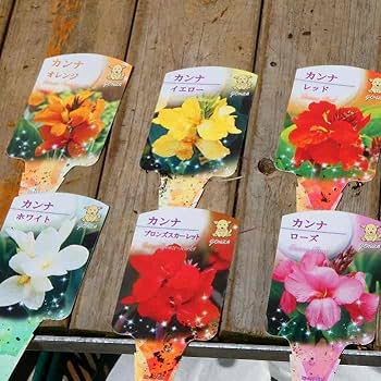 コンロンカピンク　苗 コンロンカの花 ピンク
