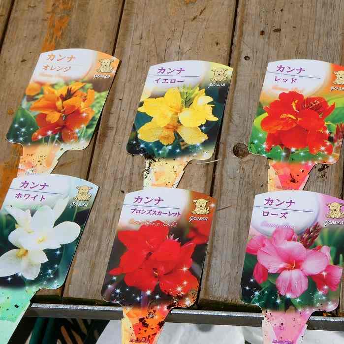 送料無料 花 カンナ 苗 赤 30株 業務用 まとめ売り