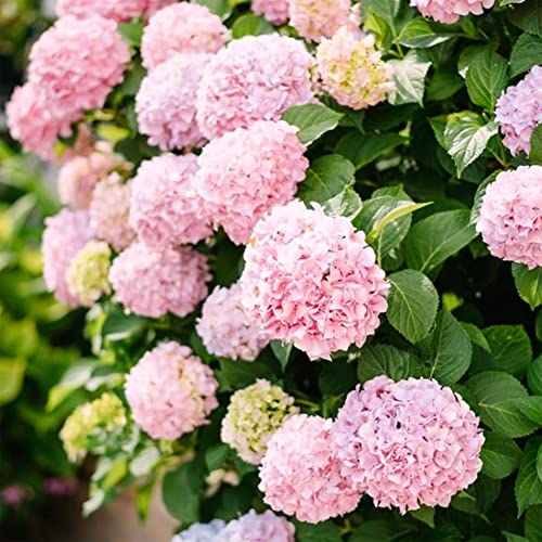 Qauzuy Garden 5 Hydrangea Seeds Light Pink Hortensia - Showy Fragrant Perennial Flowering Shrub Tree Bush Plant - Great For Splendid Cut Flower Bouquets #TOP6