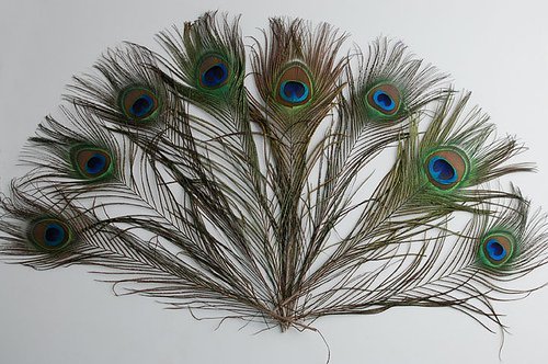 KAYSO Peacock Feathers, 10-inch - 12-inch, 50 Pieces