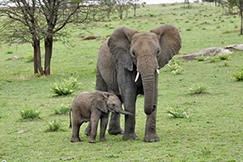 Posterazzi Female African Elephant with baby Serengeti National Park Tanzania Poster Print by by Adam Jones, (24 x 15)
