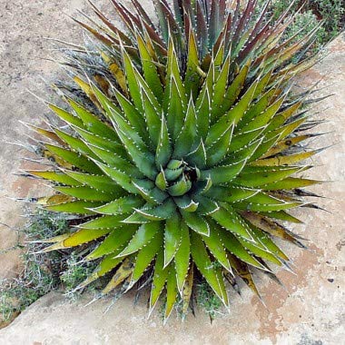 �y��q�zAgave utahensis ssp. Kaibabensis���A�K�x�E�J�C�o�x���V�X�����^�G���V�X���ł���^��̃A�K�x��5�� [���s�A���i]
