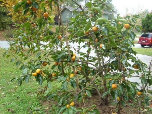 Persimmon Tree Diospyros Fruit Jocad (5 Seeds) #TOP1