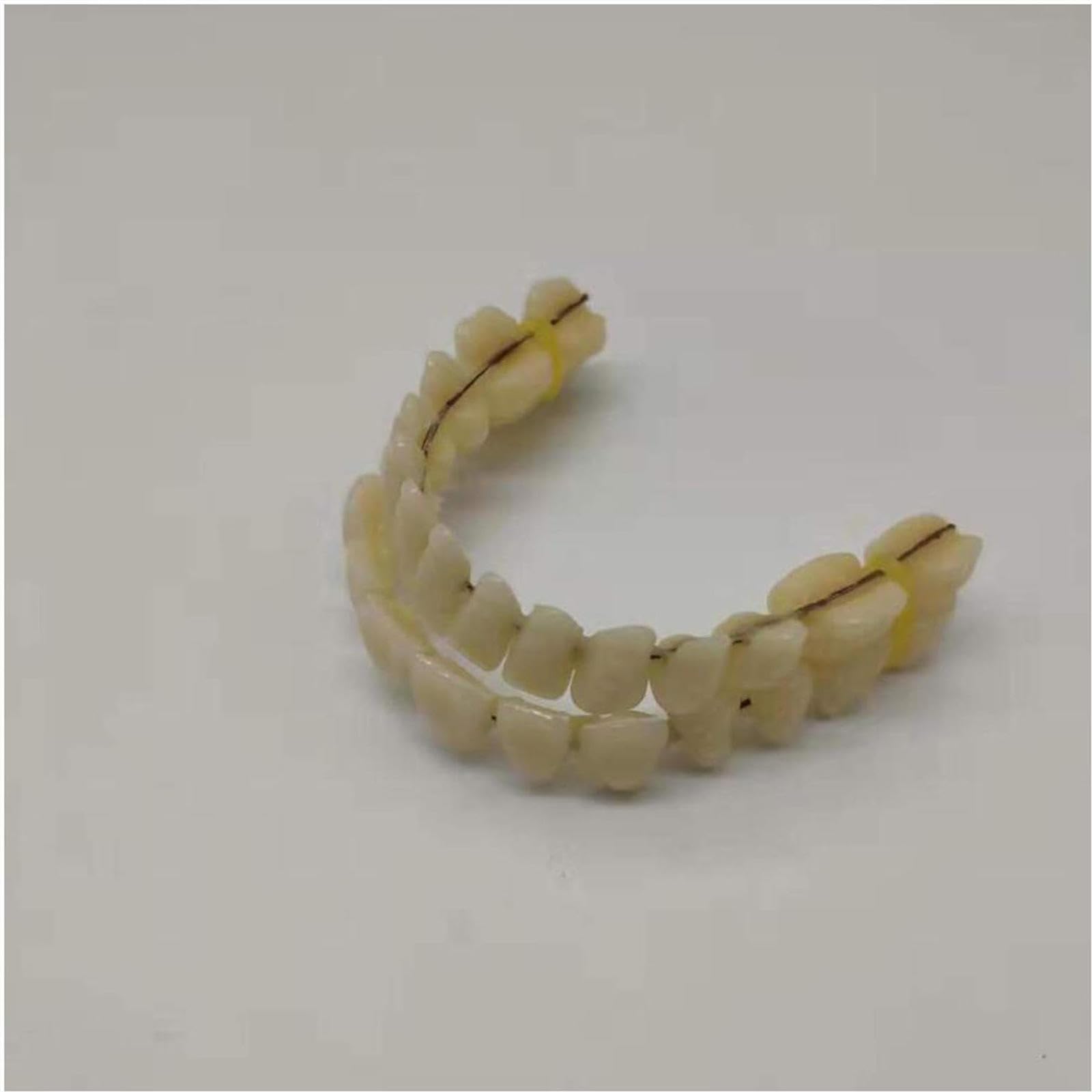 Modelo de Prótesis Dental de 10 Pares, Modelo de Anatomía Dental de Resina Sintética para Enseñanza de Exhibición de Estudio, Suministros de Laboratorio, Materiales Dentales