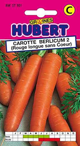 Graines de Carotte Berlicum 2 (Rouge longue sans Coeur) - 6 grammes