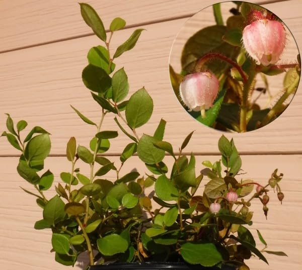 定番，人気 レモンリーフ 種 20個 ゴールテリアシャロン