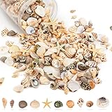 WeDoSoy Tiny Sea Shells & 6 Starfish Decor Mixed Ocean Beach Spiral Seashells for Home Decor, Wedding, Decor, Beach Decor, Vase Filler, Ocean Theme Decor, Fish Tank, Making DIY Ornaments