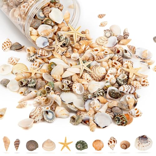 WeDoSoy Tiny Sea Shells & 6 Starfish Decor Mixed Ocean Beach Spiral Seashells for Home Decor Wedding Decor Beach Decor Vase Filler Ocean Theme Decor Fish Tank Making DIY Ornaments