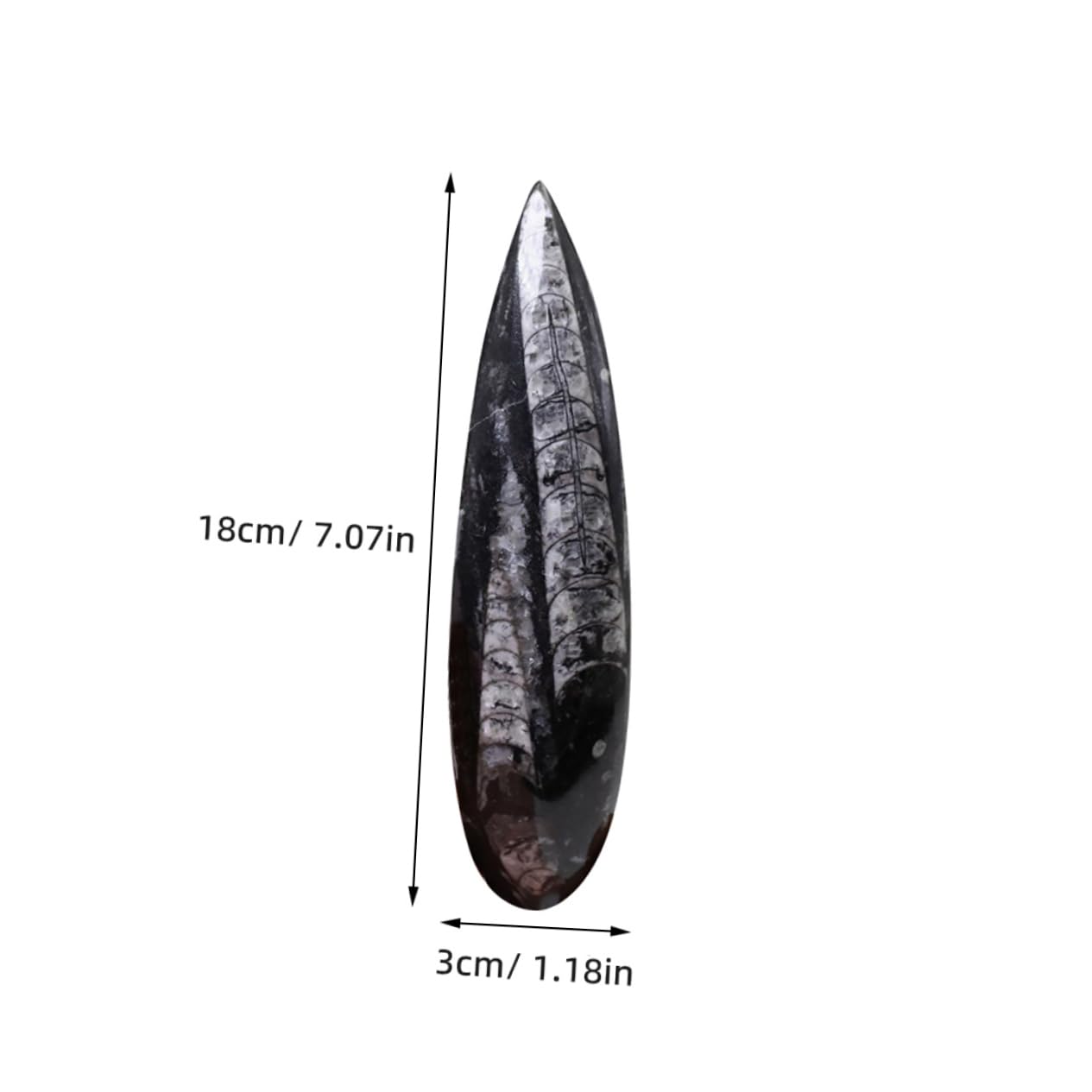 Baluue Campione Di Fossile Orthoceras Naturale Decorazione Da Tavolo Per Materiale Didattico Scientifico Paleontologia Per Studenti e Collezionisti