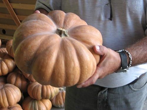 Miniatura 9 de Semillas Calabaza Musquee De Provence Muscat Gigante Heirloom Vegetal Sin OGM