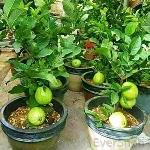 EverSneh - Seedless Sweet Guava Fruit Plant Hybrid Live with Black Plastic Pot (B0D5VTSJBR) Amazon Price History, Amazon Price Tracker