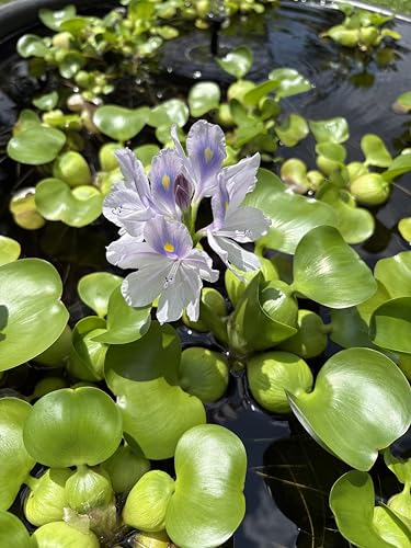 Water Hyacinth - Eichhornia crassipes - Live Plants for Pond Floating Aquatic Garden Plants - 1 Plant