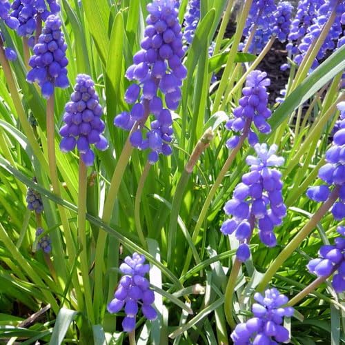 Plant World Seeds - Muscari Armeniacum Seeds (Alpine Plant Seeds)