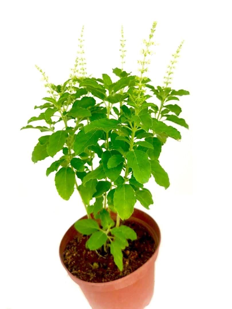 Vana Tulsi Live Plant | Wild Forest Basil Plant | Herbal Garden Plant 12–18 Inch (1 Live Healthy Plant)-image-40