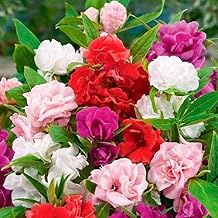 Seeds Balsam Camellia Flowered Mix - Impatiens balsamina - Annual Flowers for Planting - GMO Free