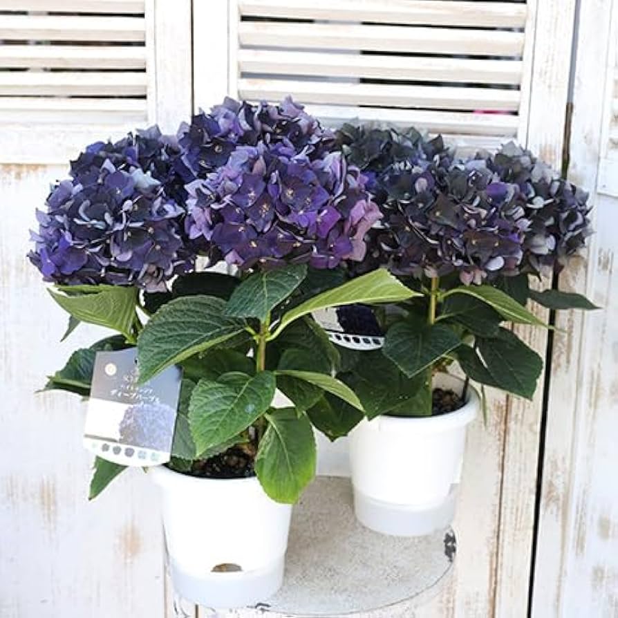 処分特価！23鉢価格！紫陽花　アジサイ　苗　苗木　ディープパープル　スプラッシュ 在庫処分価格！ ディープパープル 紫陽花 5号 アジサイ 生花