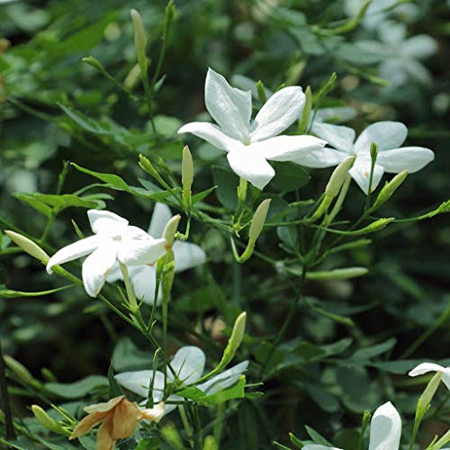 Rameshvar Enterprises | Jasmine Plant Chameli White Outdoor Live Flowering Plant (1 Plant) (B08CC53XJ8) Amazon Price History, Amazon Price Tracker