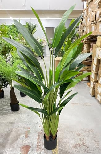 Bananeira Viajante Planta Permanente Real Toque 1.60m