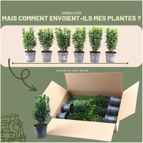 Plants by Frank Euonymus Japonicus 'Green Spire', Haie de 1 mètre linéaire – vue 6