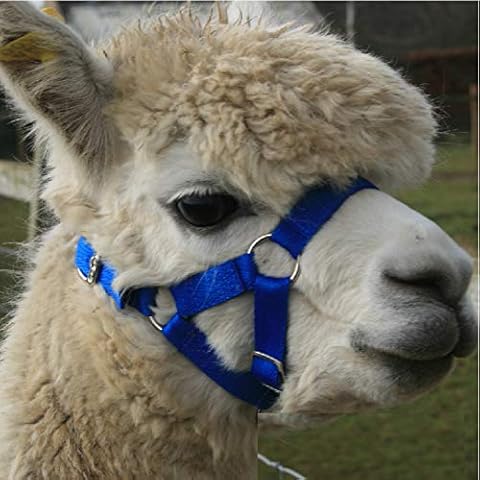 Alpaca Headcollar - Halter Buckle Fastening - Royal Blue - LARGE Cover