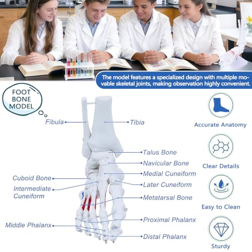Image of Life Size Human Foot and Ankle Model with Muscle Insertion Markings, Fully Articulated, Anatomical Foot Bone Model for Podiatry, Orthopedic Study, Education