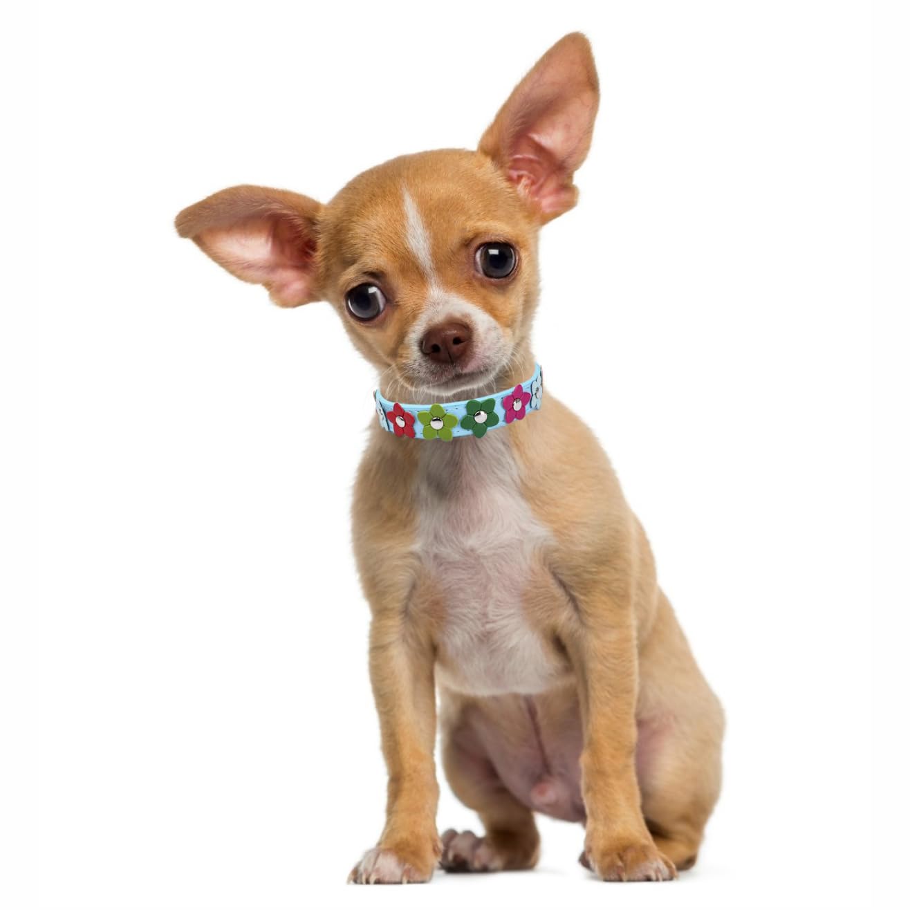 Collar Perro Mediano Collar Para Perros Personalizado, Collares