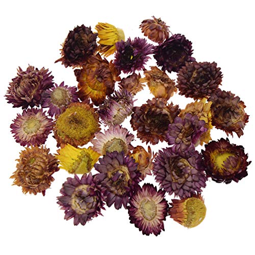 Qlychee Dry Flower Colorful Chrysanthemum Natural Dried Flower Heads Wedding Flower Centerpieces Preserved Flower