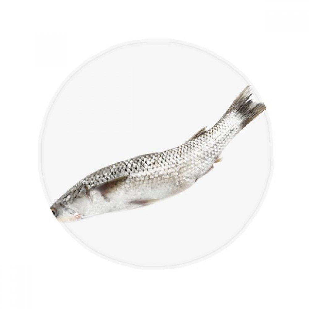 Tapis de bain antidérapant océan poisson blanc rond pour cuisine