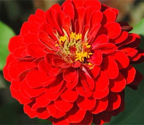Miniatura 5 de Mezcla de semillas de Zinnia para plantar, más de 50 semillas de flores por paquete, semillas de jardín de Isla (semillas de jardín de Isla),